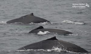 Tre gobbe di balena che si affacciano sulla superficie dell'acqua.