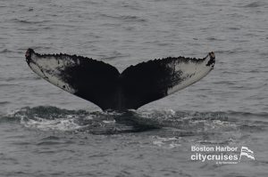 La queue d'une baleine avant de s'immerger.