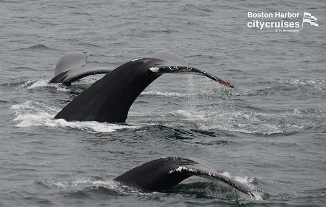 Tre code di balena mentre scendono sotto la superficie dell'acqua.