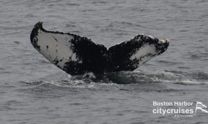 La queue d'une baleine avant de descendre sous la surface de l'eau.