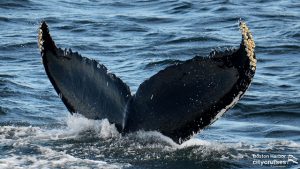 Хвост кита перед погружением под поверхность воды.