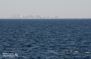 A whale swimming with Boston far off in the distance.