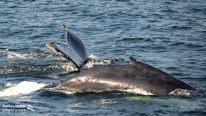 De rug van een walvis en de staart van een andere aan het wateroppervlak.