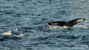 Zwei Wale, einer mit sichtbarem Rücken, der andere tauchend.