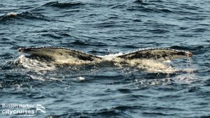 ekor ikan paus hampir tidak kelihatan sebelum tergelincir di bawah permukaan air.