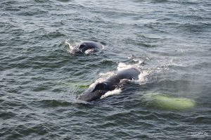Two whales swimming ta surface one a calf.