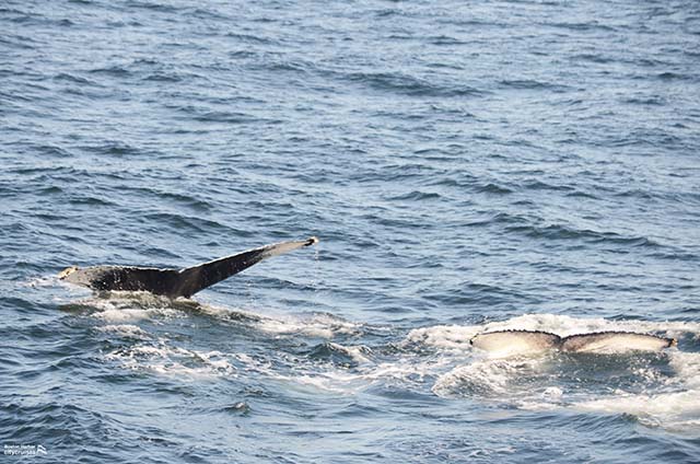 Dua ekor ikan paus menyelam di bawah air.