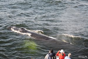 לווייתנים חוזרים עם אנשים שמצטלמים בחזית.