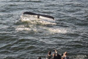 Cola de ballena justo por encima del agua con gente haciendo fotos.