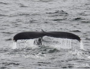 La queue d'une baleine avec de l'eau qui s'écoule.