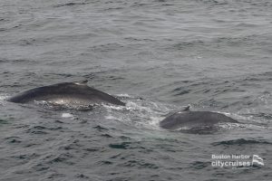Two whales cresting surface with backs visible.
