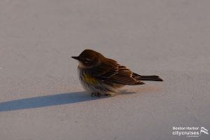 갈색 상단 깃털과 흰색 배가있는 작은 새가 모래 위에 앉아 있습니다.