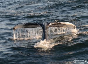 A água da cauda das baleias escorre antes de submergir debaixo de água.