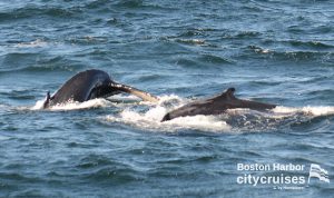 Twee walvissen kruisen het oppervlak voor ze duiken met de rug zichtbaar.