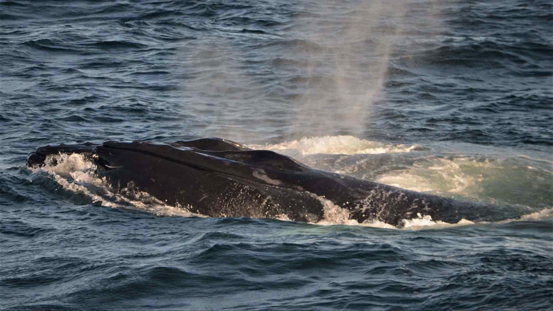 رأس الحيتان أثناء سطوحه يطفو الضباب فوقه.