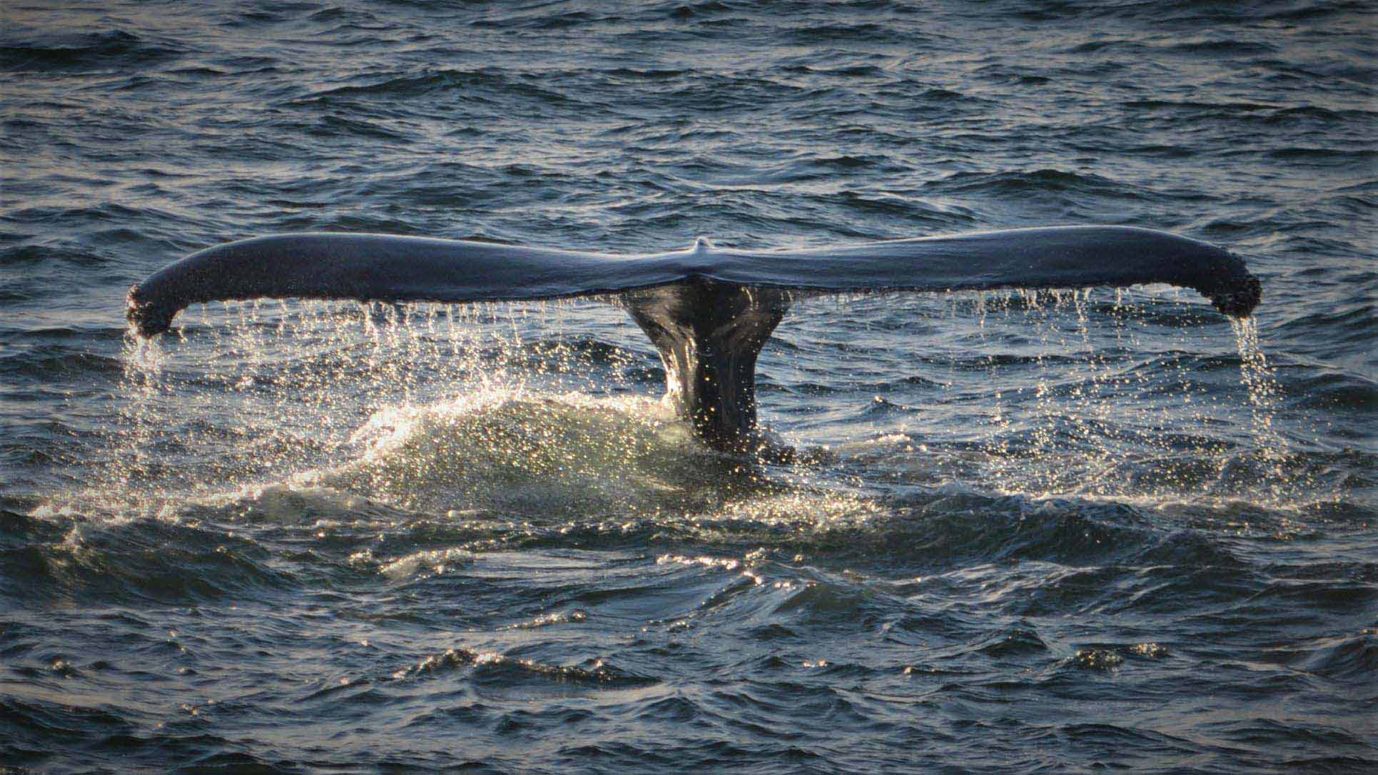 고래 꼬리 물이 수중에 잠기기 전에 흘러 나옵니다.