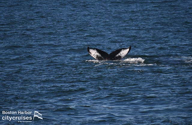 La cola de una ballena en la distancia descendiendo bajo el agua.