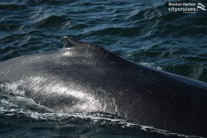 Nærbillede af en hvals ryg.