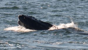 La cabeza de la ballena cresta la superficie del agua.