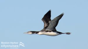 A loon flying.