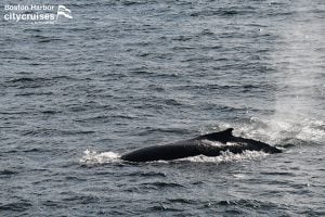 Dos ballenas, una de ellas una cría, en la superficie con la espalda visible.