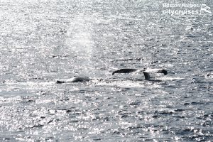 Ballenas nadando en la superficie en la distancia.