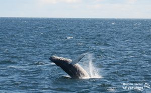 Balena che inarca la schiena mentre fa breccia sulla superficie dell'acqua.