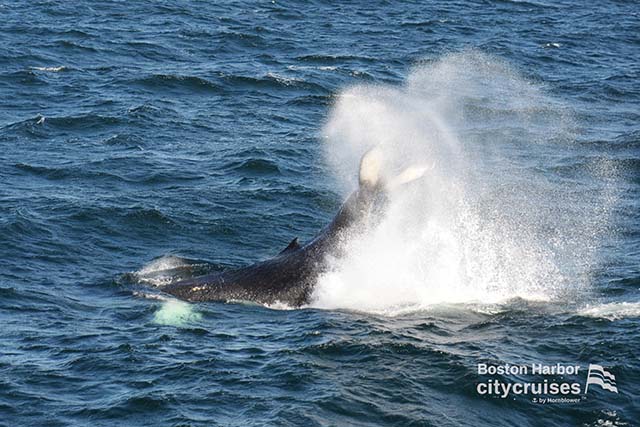 La cola de la ballena rompe con una gran salpicadura de agua.