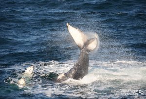 La cola de una ballena a punto de golpear la superficie del agua.