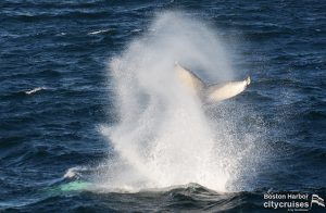 Ein Wal landet nach dem Brechen und spritzt ins Wasser.