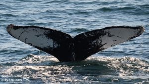 Der Schwanz eines Wals an der Oberfläche vor dem Abtauchen.
