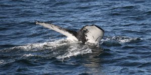Kuangalia Whale