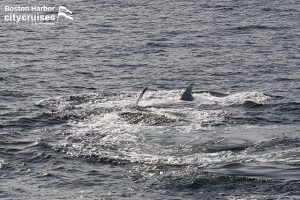 Osservazione delle balene