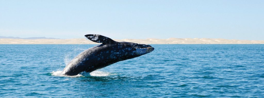 Baleine de San Diego dans l'air