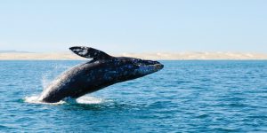 San Diego Whale in the air