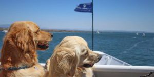 Dogs on a boat annual pet day on San Diego Bay