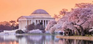Cherry blossoms Washington DC