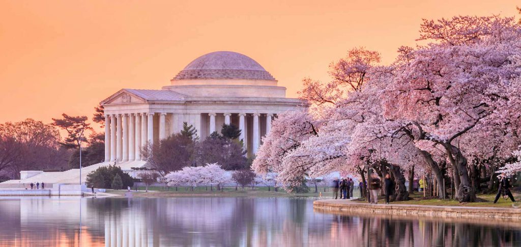 أزهار الكرز في واشنطن العاصمة