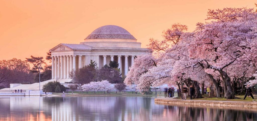 cherry blossoms in washington dc