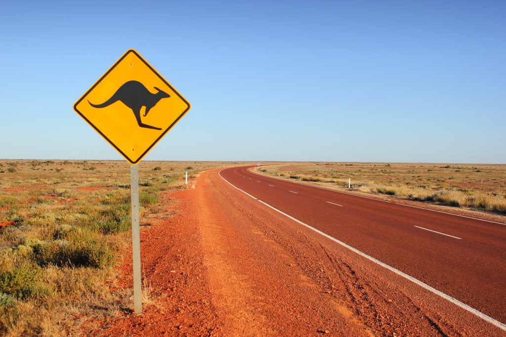 traversée de kangourous