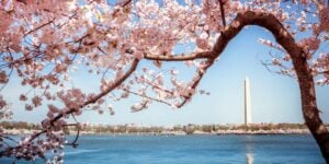 ワシントンD.C.の桜