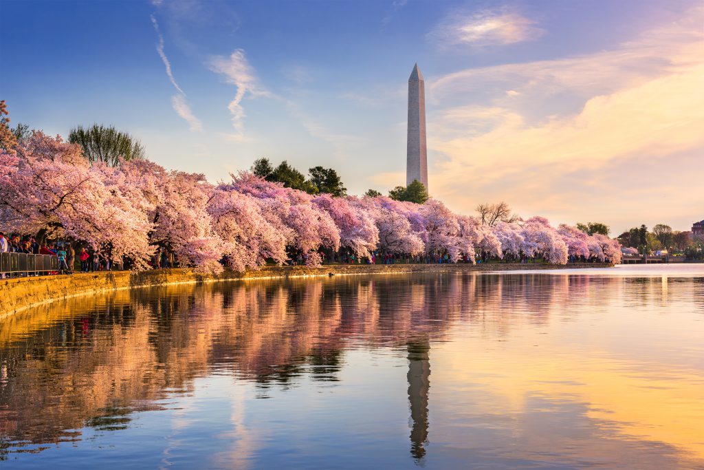 워싱턴 DC의 벚꽃