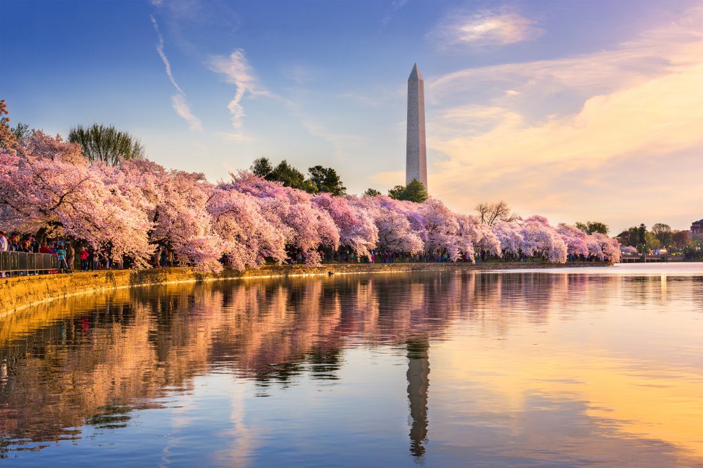 kirsebærblomster i washington dc