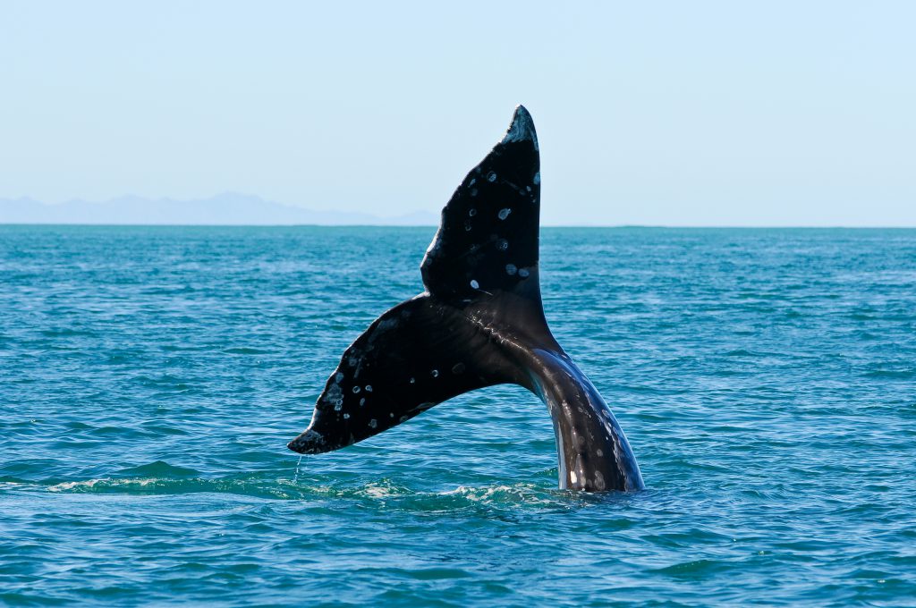זנב לוויתן בסן דייגו