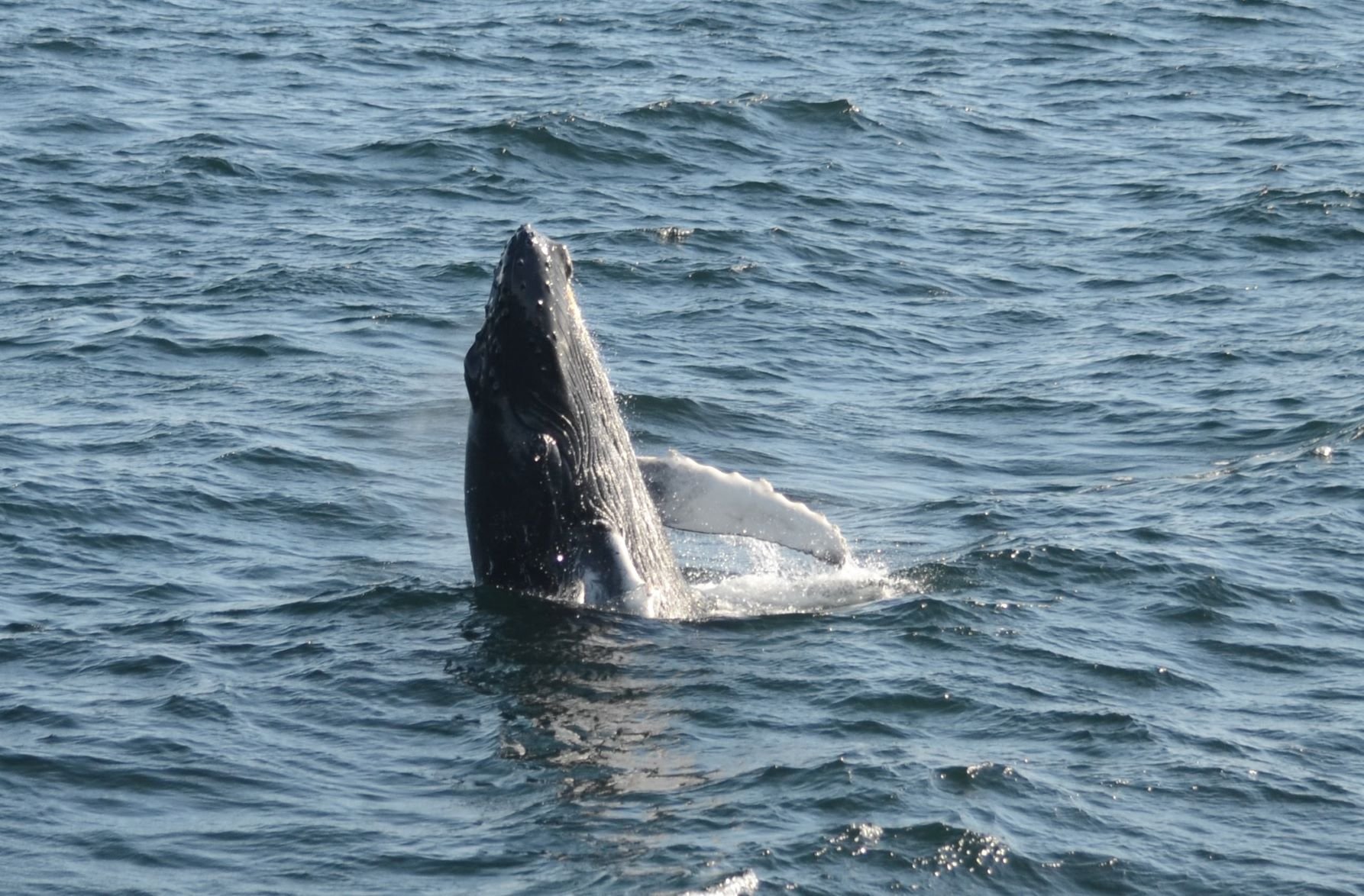 Boston Whale Watching: Naturalist Notes – 4/26/22 to 5/1/22 - City  Experiences™, image size:1786x1174