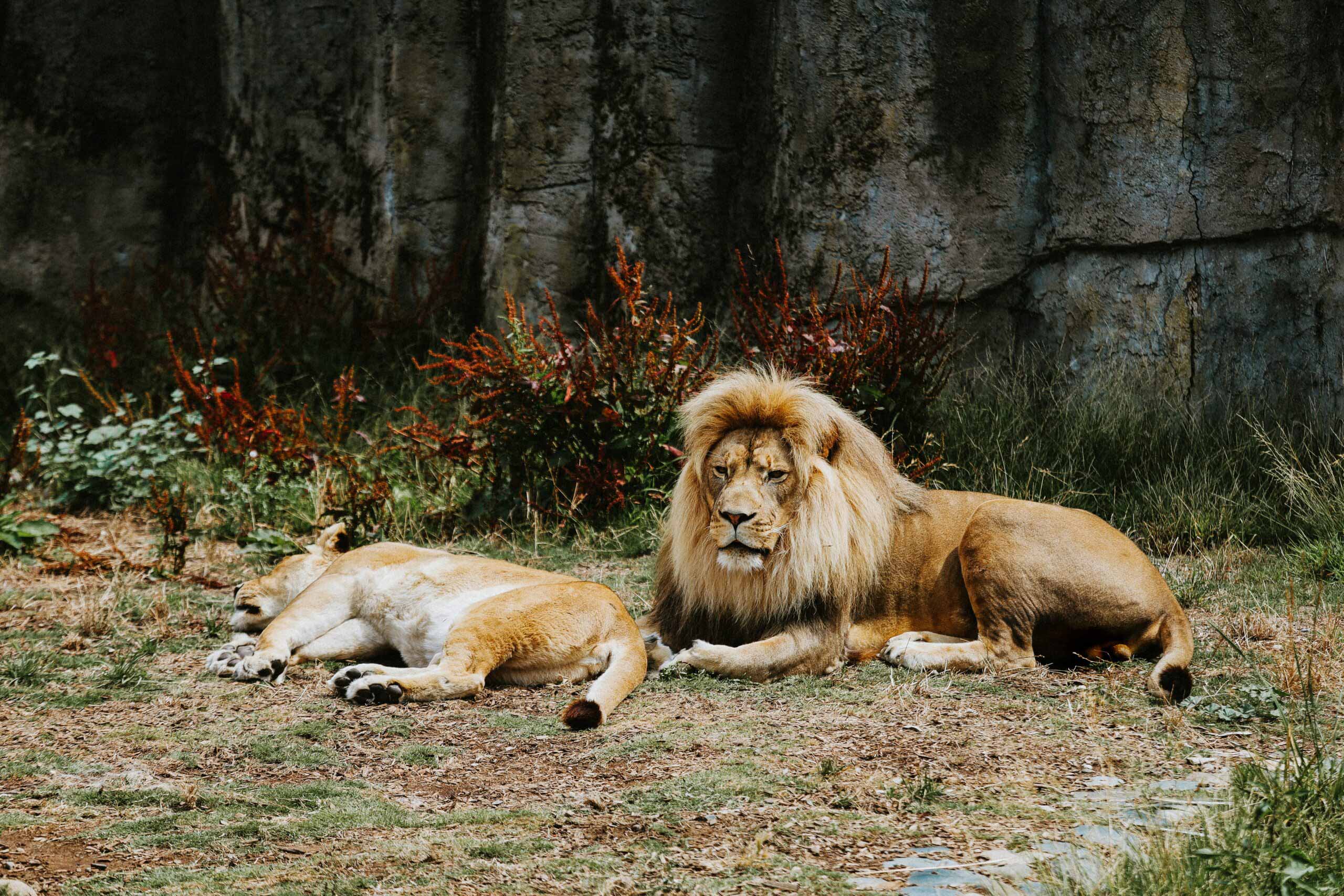 où voir la faune sauvage à san francisco