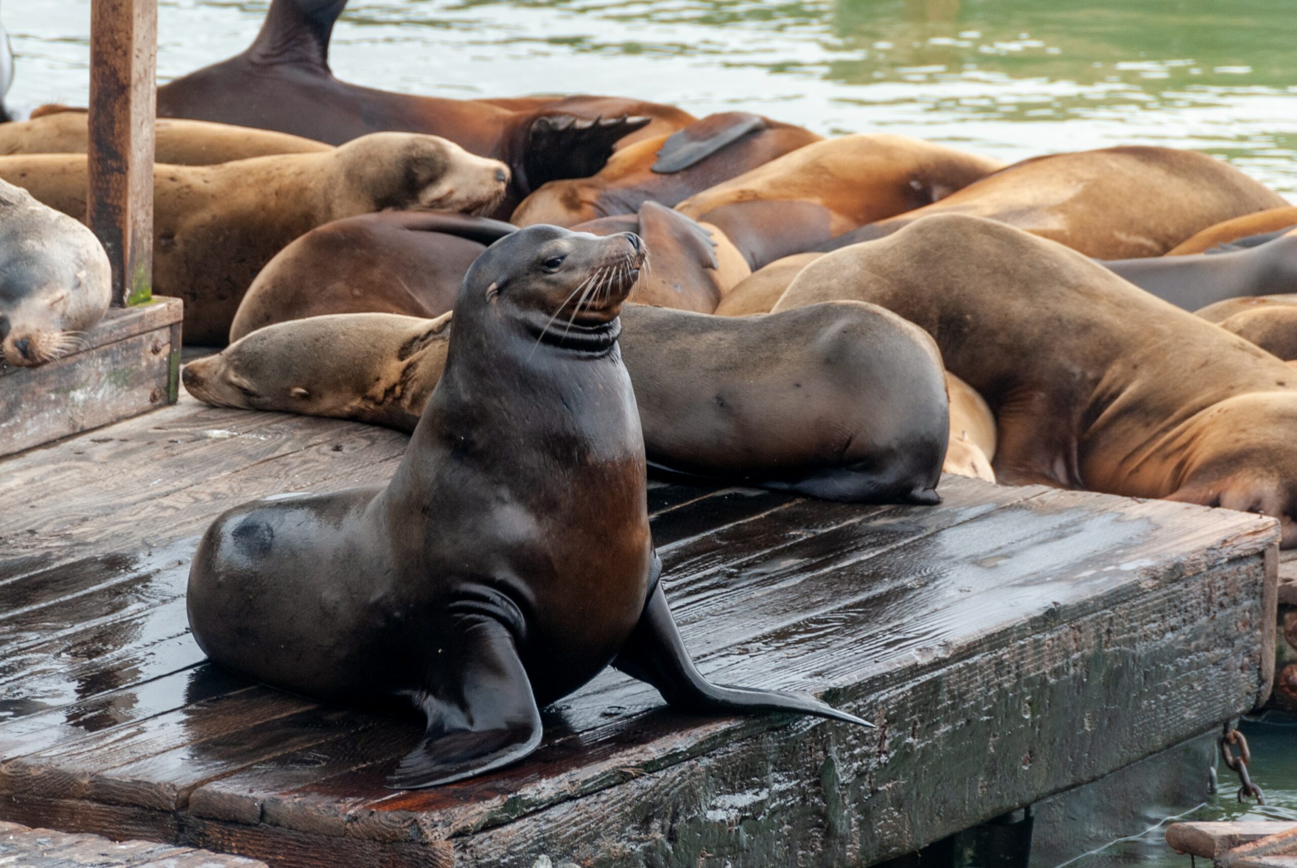 francisco sea lions