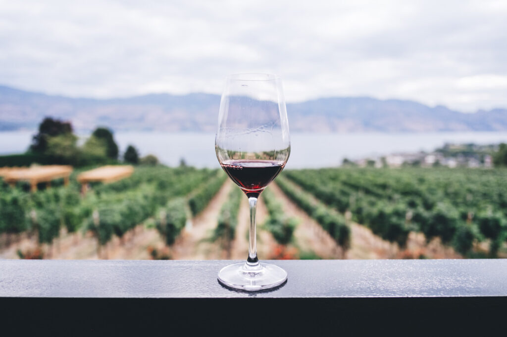 wine glass in vineyard