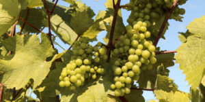 Niagara Falls Winery Grapes