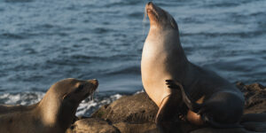 Sea lion San Diego